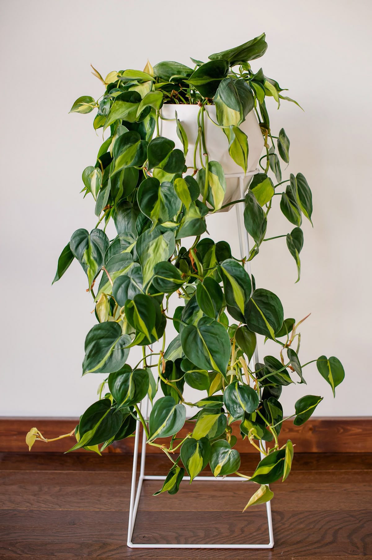 فيلوديندرون 2